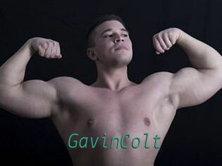 GavinColt