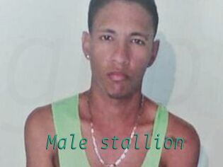 Male_stallion