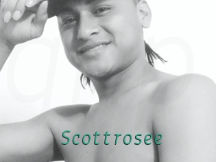 Scottrosee